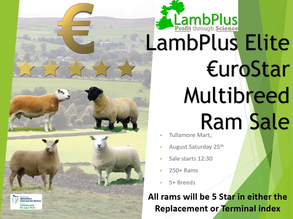 You are currently viewing Elite €urostar Multi Breed Ram Sale Provisional Catalogue now available