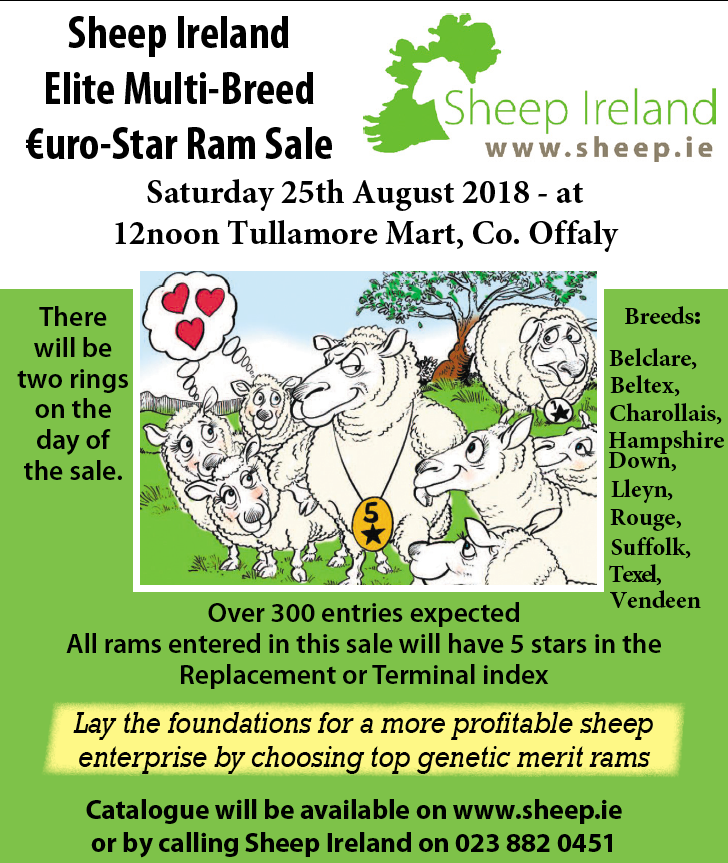 Sheep Ireland LambPlus Elite €urostar Multi-Breed Ram Sale