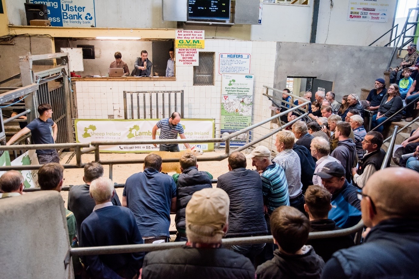 Read more about the article The 2023 Sheep Ireland €uroStar Multi-Breed Ram sale