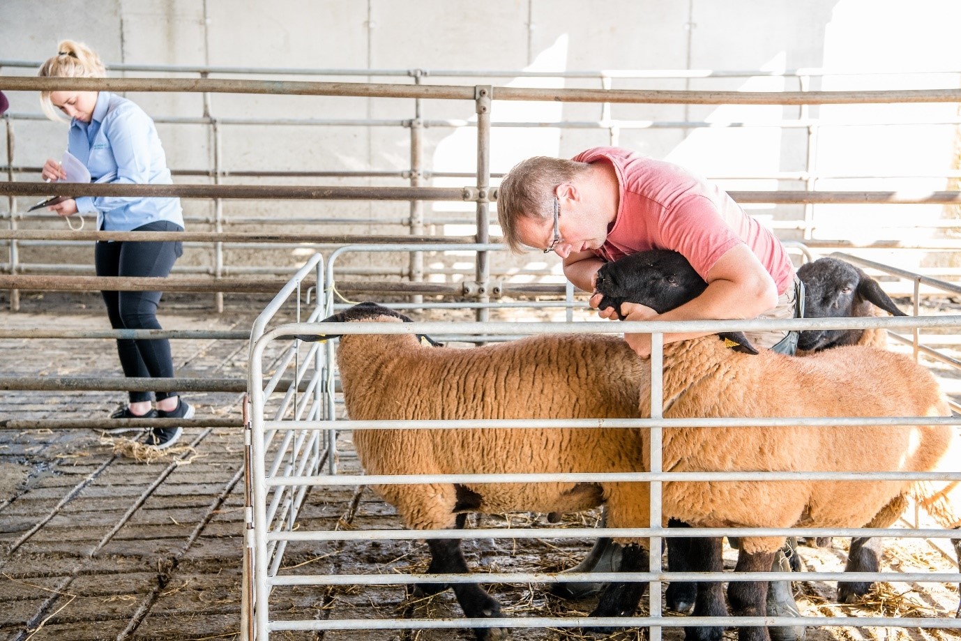 Read more about the article Sheep Ireland Multi-Breed Ram Sale, Tomorrow Aug 22nd, KILKENNY MART​! Get Catalogue here!