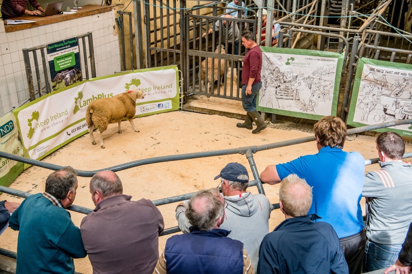 Read more about the article Sheep Ireland Sale Happening tomorrow!