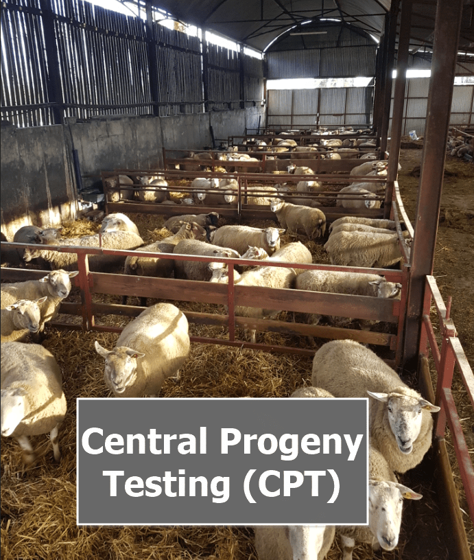 Read more about the article What is Central Progeny Testing (CPT) and What are the Benefits?