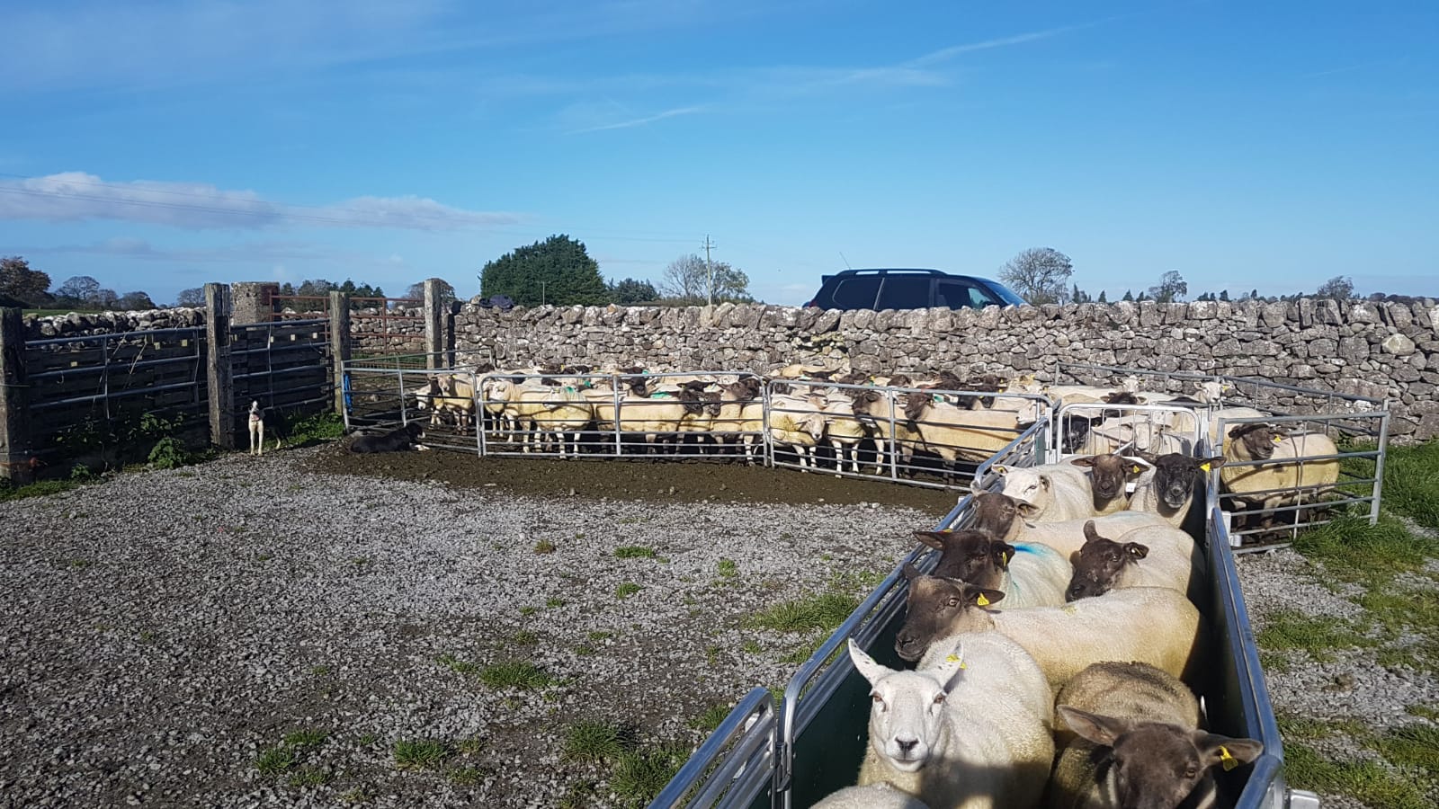 Read more about the article Flock Visits to recommencing from June 11th