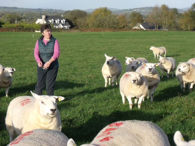 You are currently viewing ‘It adds to the profit of your flock when you improve the performance of your ewes’.