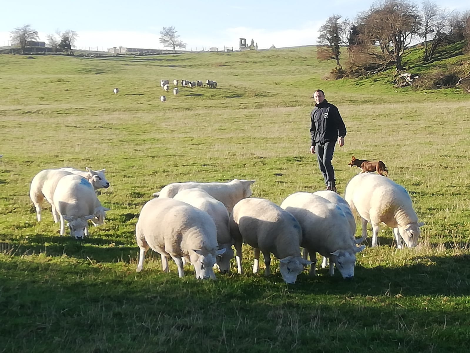 Read more about the article ‘Every year, you must produce the best lambs possible, and performance recording helps to do this’