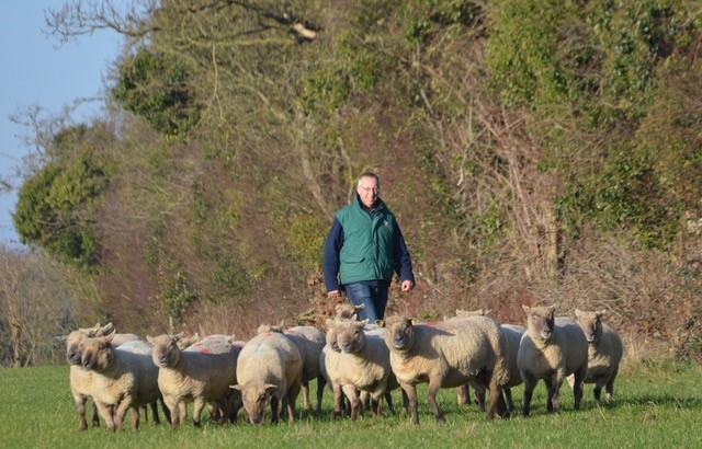 You are currently viewing ‘It’s the only way to really know the best sheep in the flock’