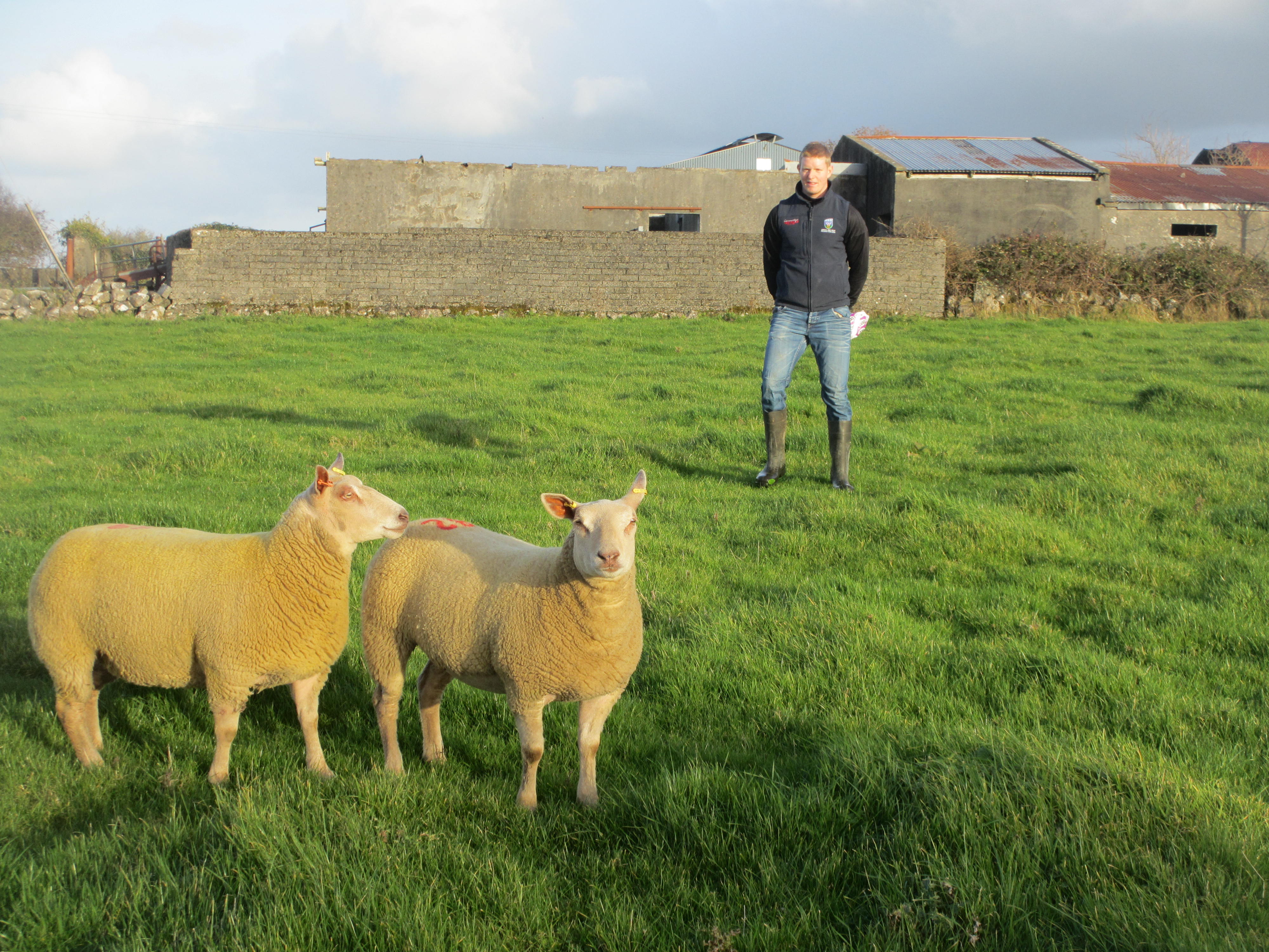 You are currently viewing ‘We are consistently trying to improve the genetics of the flock with the use of AI on our most productive ewes’