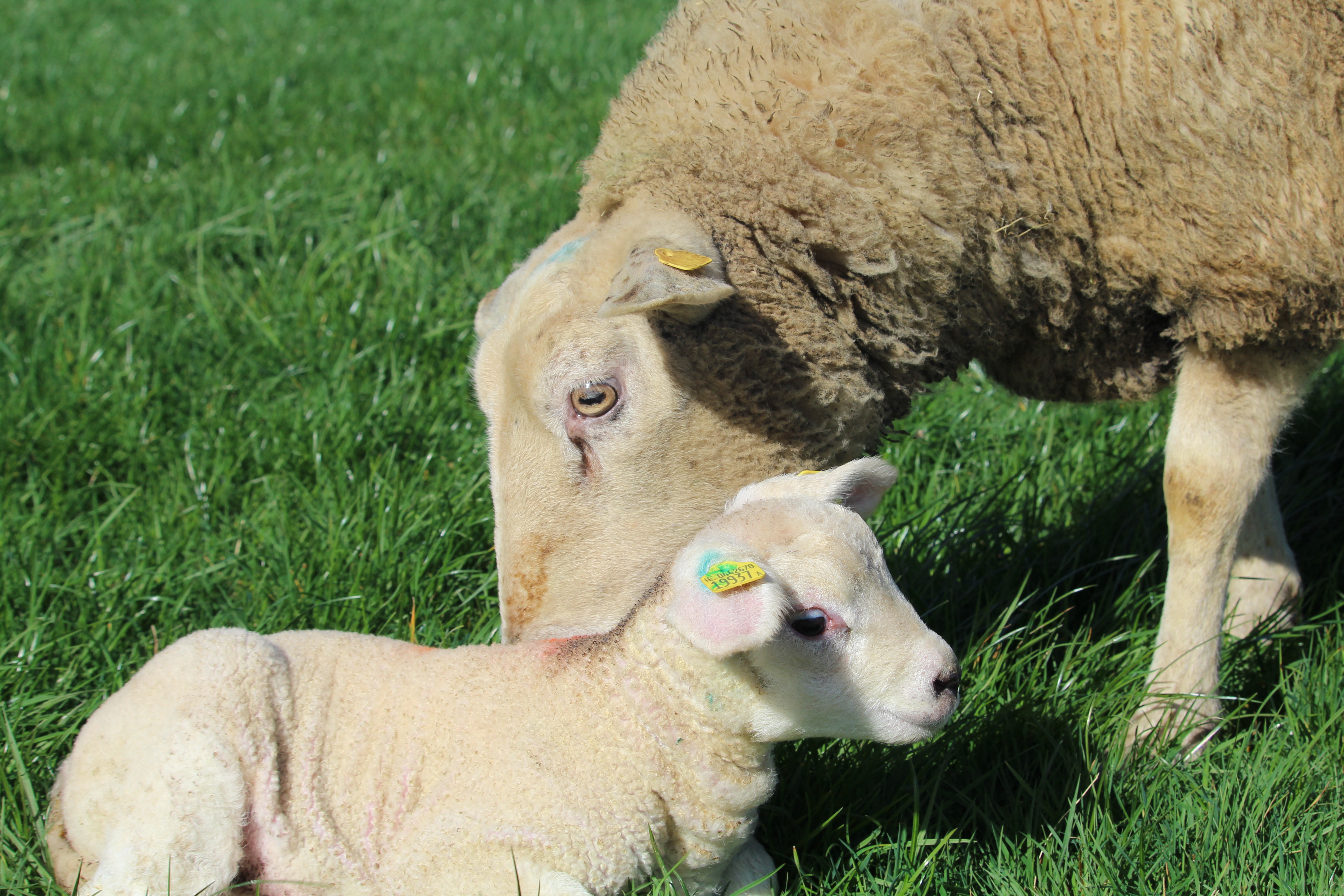 How to accurately record ewe mothering-ability