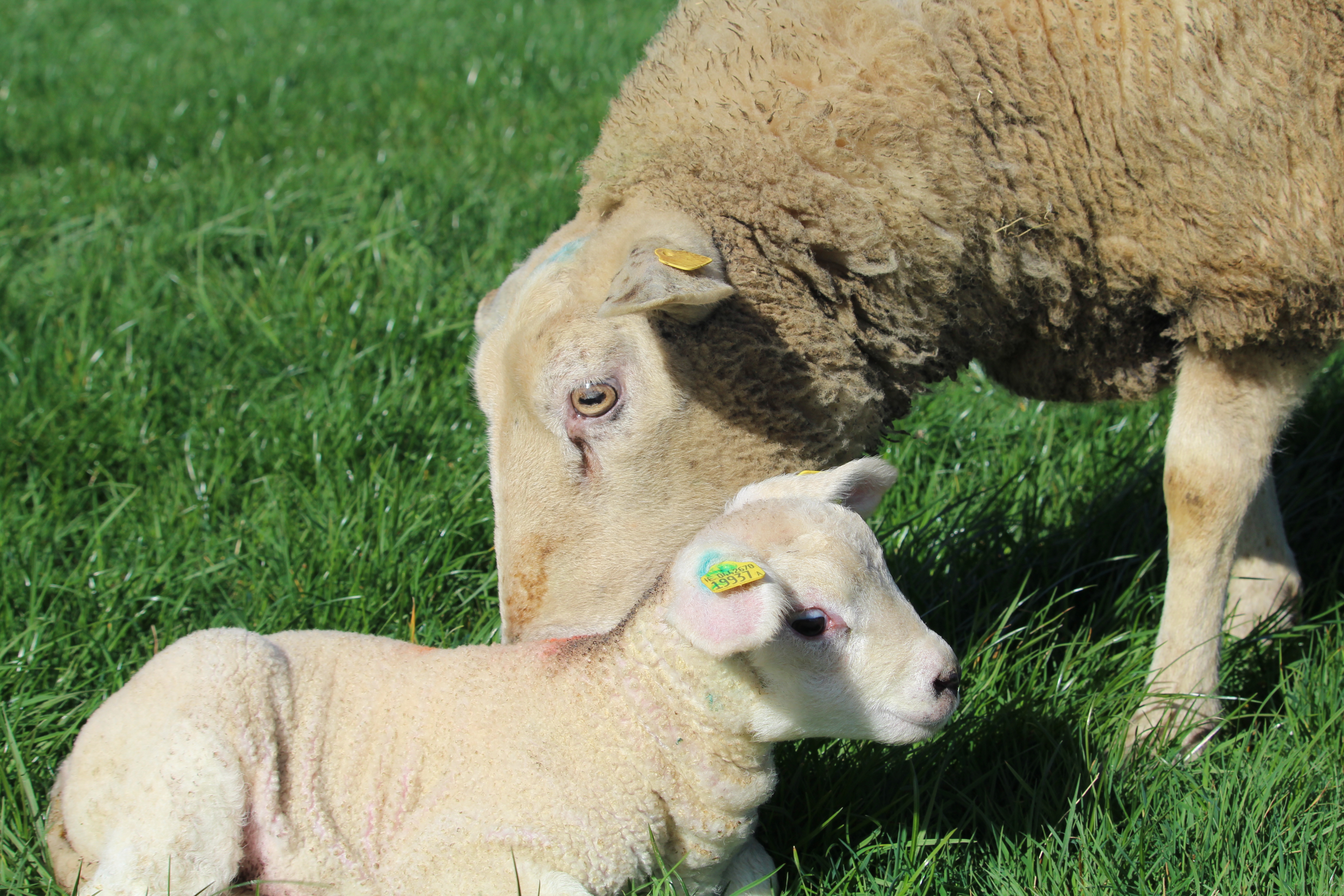 Read more about the article What score should I give my ewe for mothering-ability?