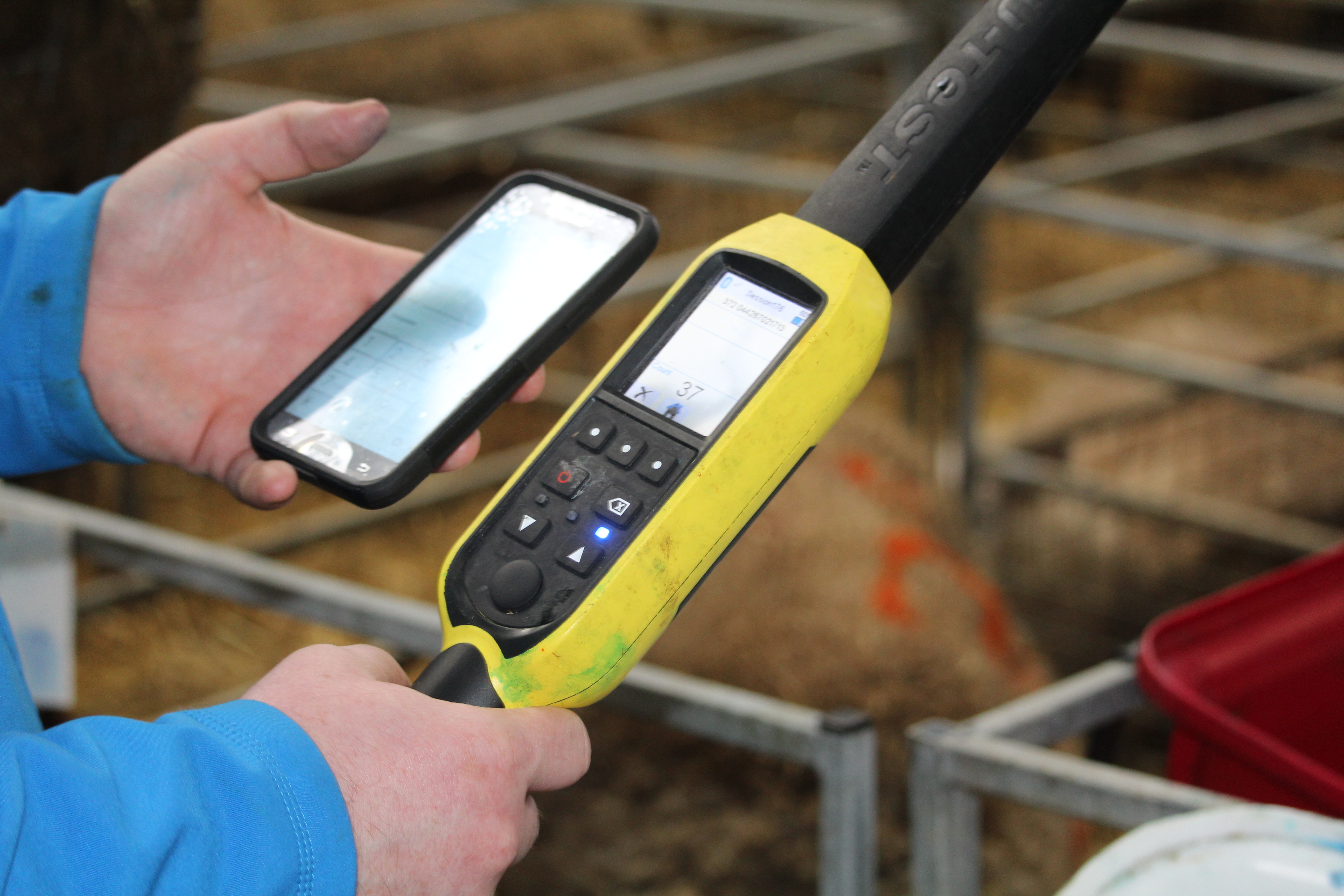 WATCH: How to record lambing using the Sheep Ireland App!