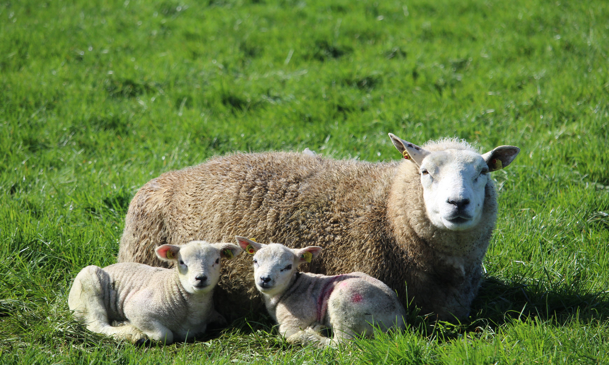 “For pedigree ram breeding, it’s crucial that as many pedigree ram breeders get involved in performance recording as possible”