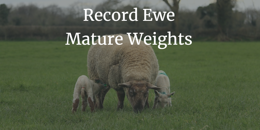 You are currently viewing Why are ewe mature weights important at pre-mating? Record now via LambPlus App!