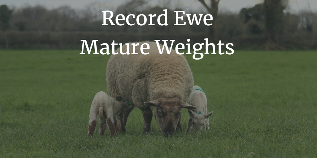 Read more about the article Record your Pre-Mating Ewe Mature Weights!