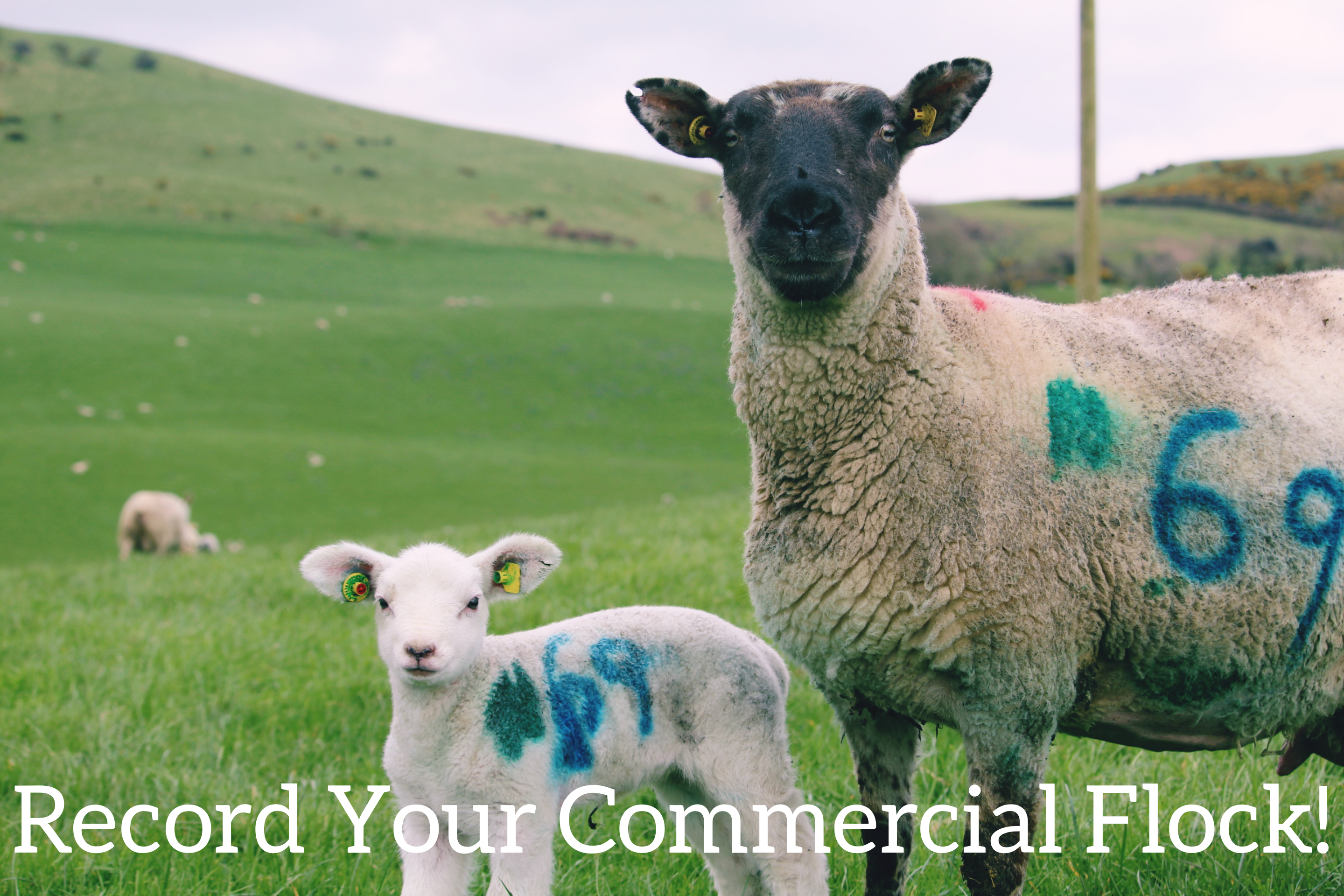 You are currently viewing Start Performance Recording Your Commercial Flock Today!