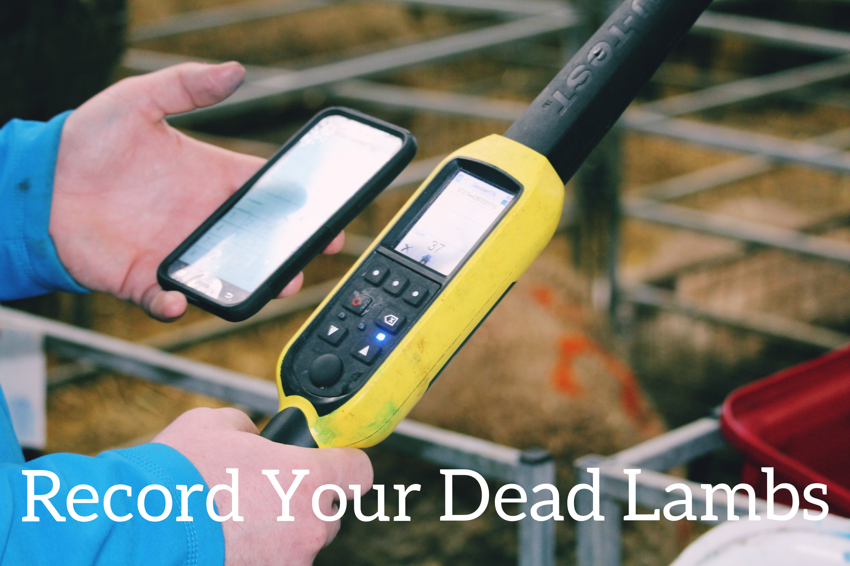 You are currently viewing Why is it Important to Record Dead Lambs?