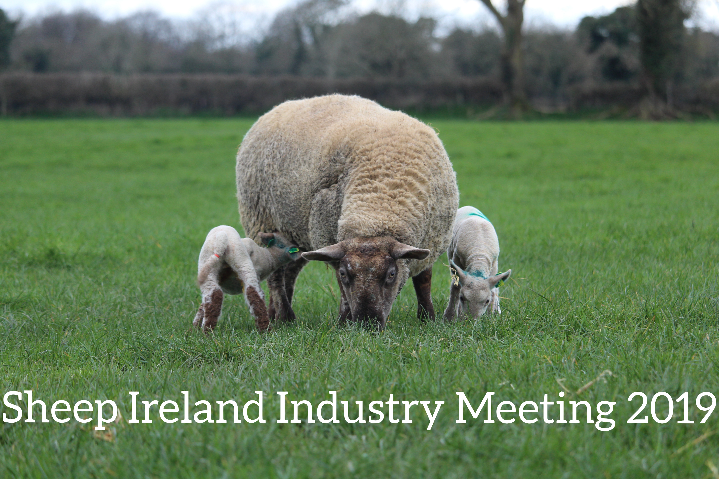 Read more about the article Review of a very positive Sheep Ireland industry meeting