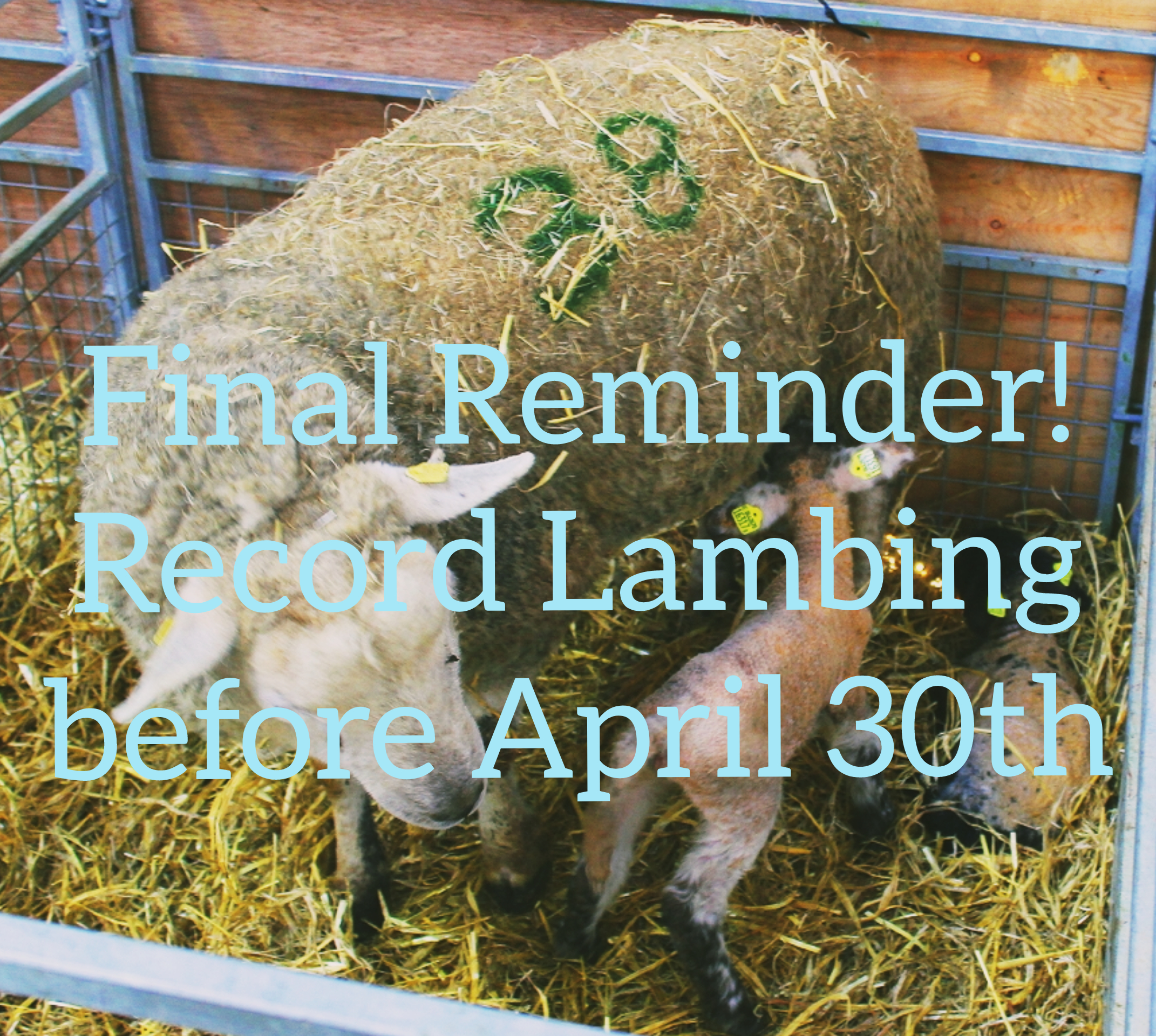 You are currently viewing Final Reminder to Upload Any Lambing Information Before April 30th Deadline!