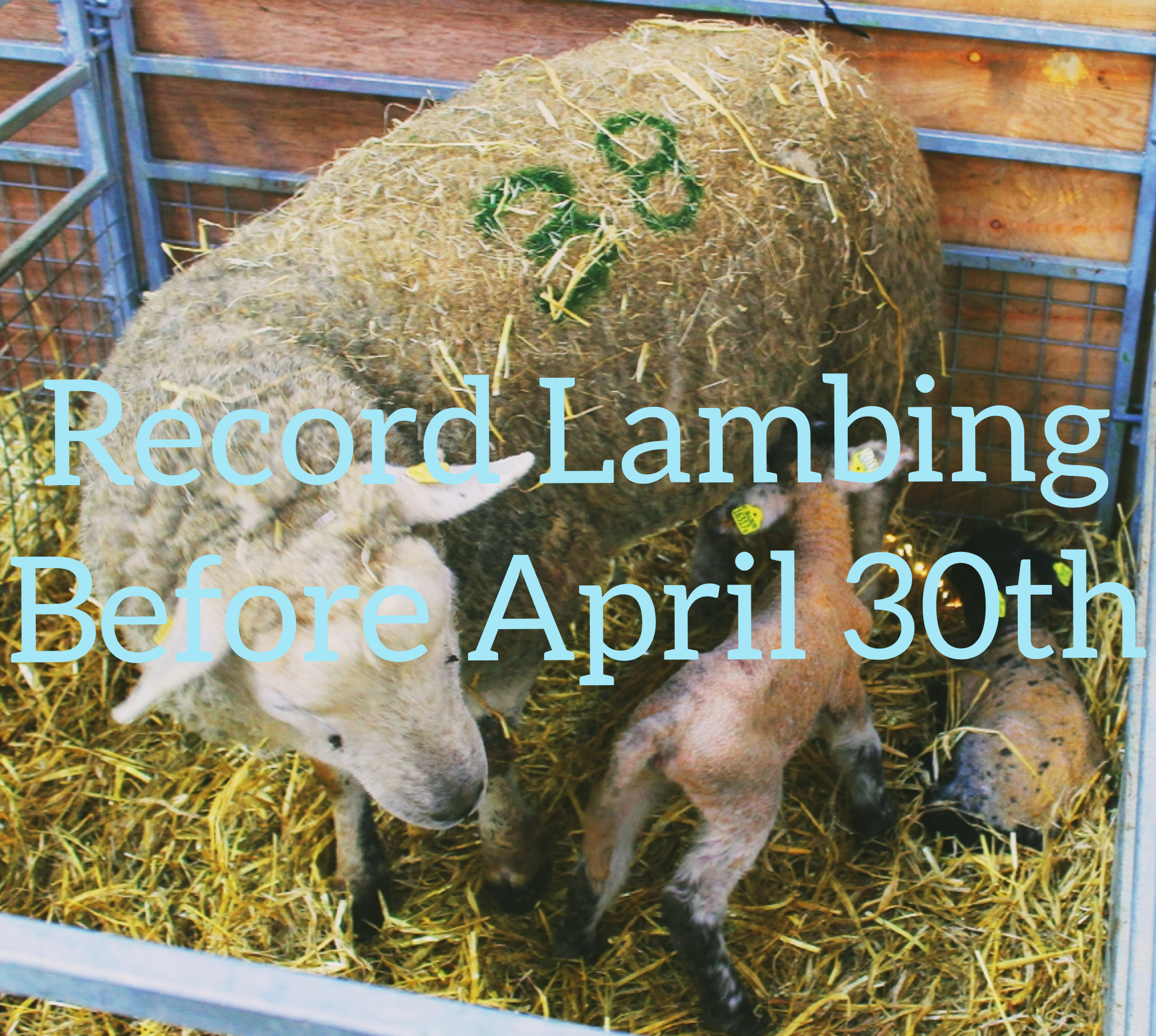 Read more about the article Less Than 2 Weeks Left to Record your Lambing Information!!