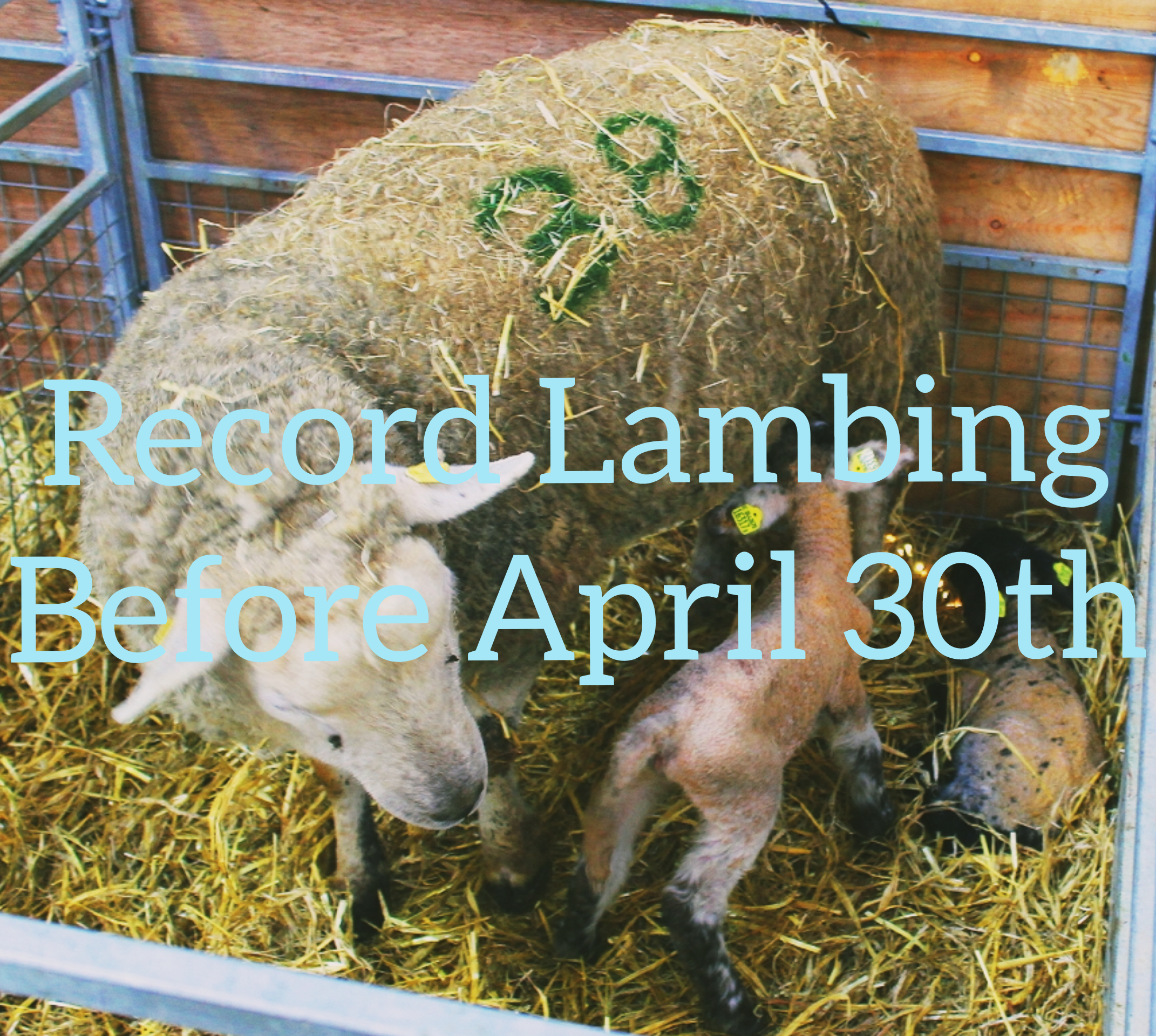 You are currently viewing Less Than 2 Weeks Left to Record your Lambing Information!!