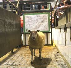 You are currently viewing Bring a Fifth Parentage Verified Ram into the Sheep Ireland Sale 2019