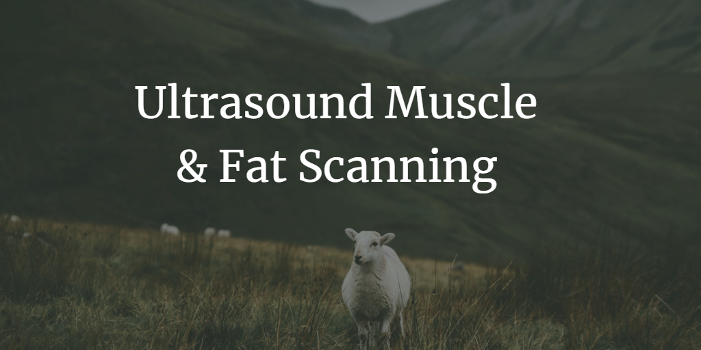 Ultrasound Muscle & Fat Scanning 2019 Update