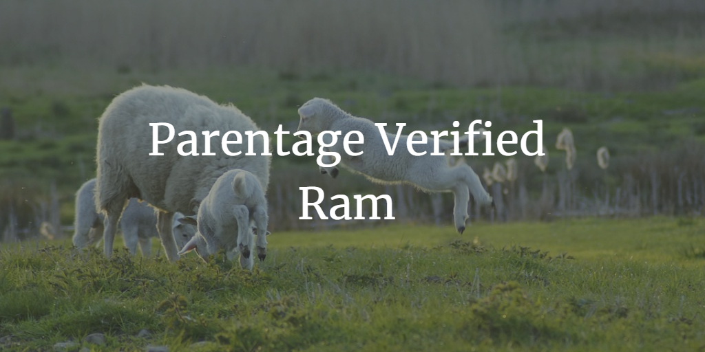What’s a genotyped ram?