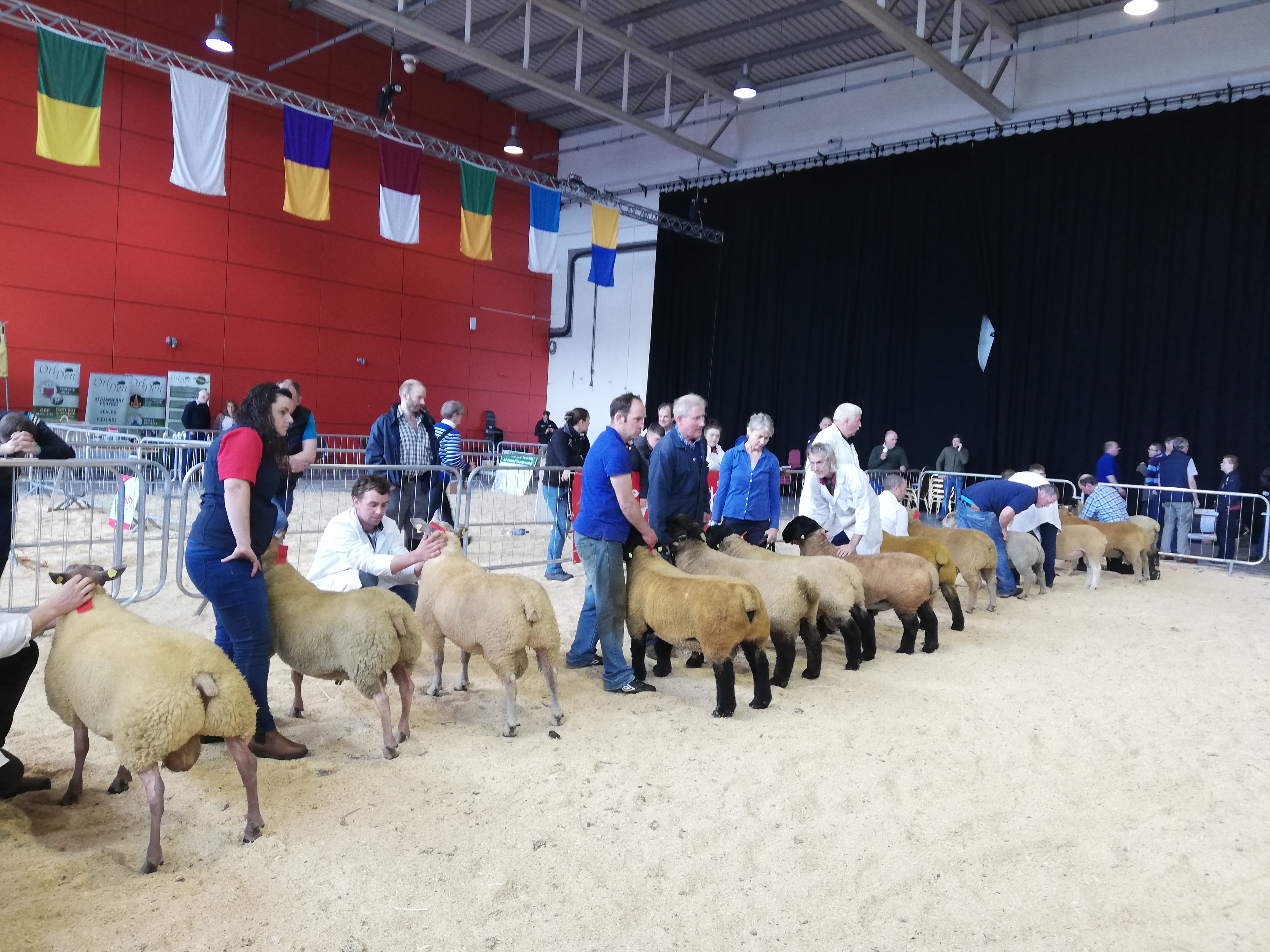 You are currently viewing Winner of Interbreed LambPlus Class at NSBA Red Mills Championships 2019