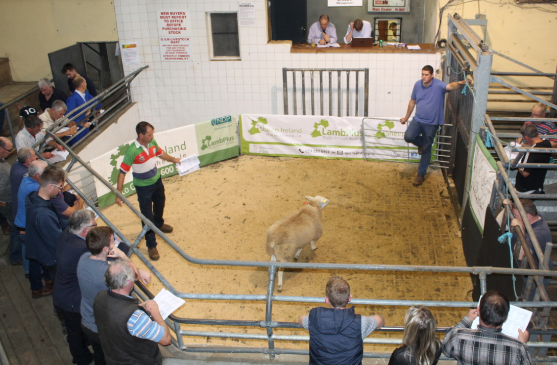 A Belclare lot from John Renehan (Kilkenny). John sold Belclare lots from €300 to €560.