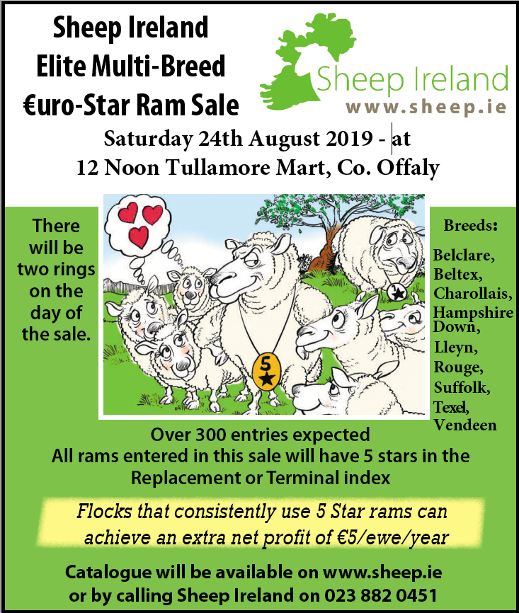 Sheep Irelands Elite €uro-Star Multi-breed Ram Sale 24th August 2019