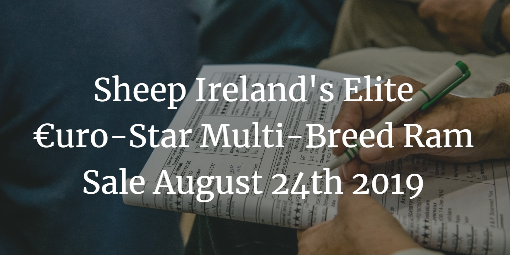 Read more about the article Sheep Ireland’s Elite €uro-Star Multi-Breed Ram Sale Tomorrow Aug 24th – Final Catalogue Available