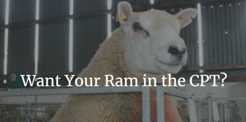 You are currently viewing Do You Want Your Ram in the CPT this year? Contact Sheep Ireland today!