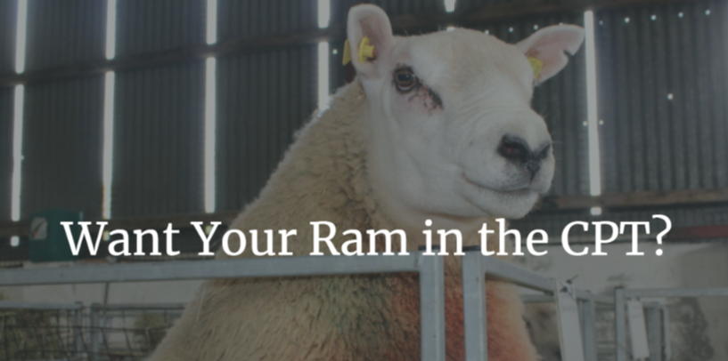 Read more about the article Do You Want Your Ram in the CPT this year? Contact Sheep Ireland today!