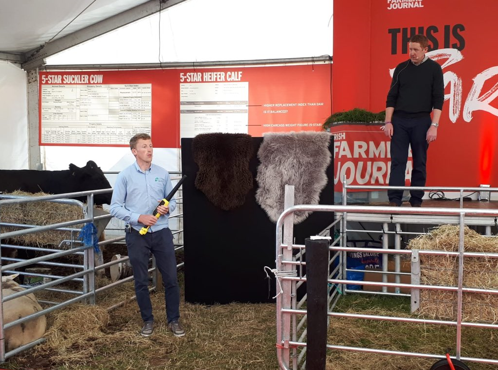 Read more about the article Sheep Ireland at Ploughing Championships 2019