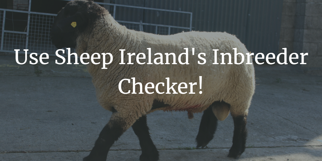 Read more about the article Purchasing a Ram this Breeding Season? Use Sheep Ireland’s Inbreeding Checker