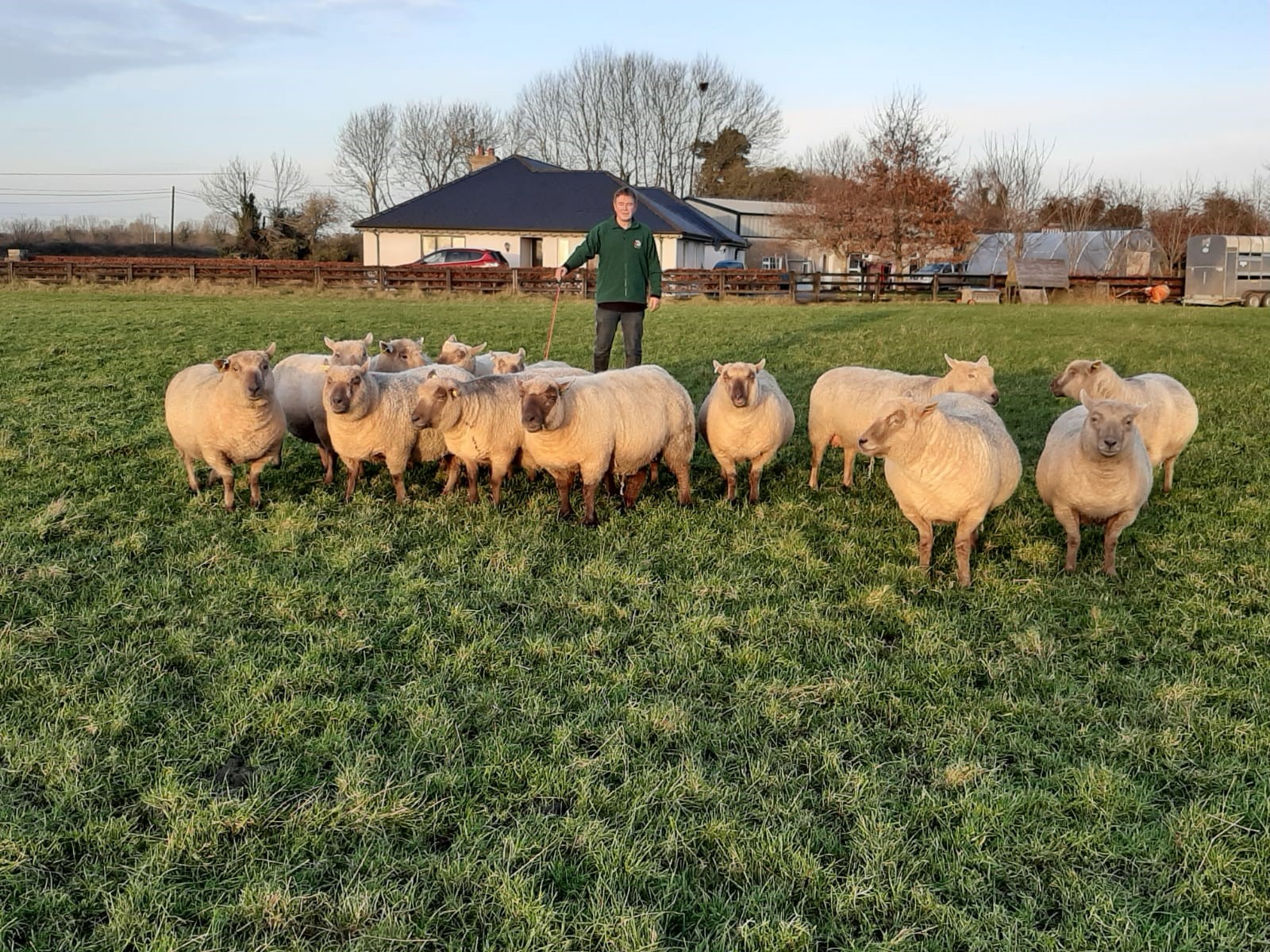 You are currently viewing Third Nominee for Most Improved LambPlus Flock 2019 – Ciaran Coughlan – Noggus Vendeen (CCN)