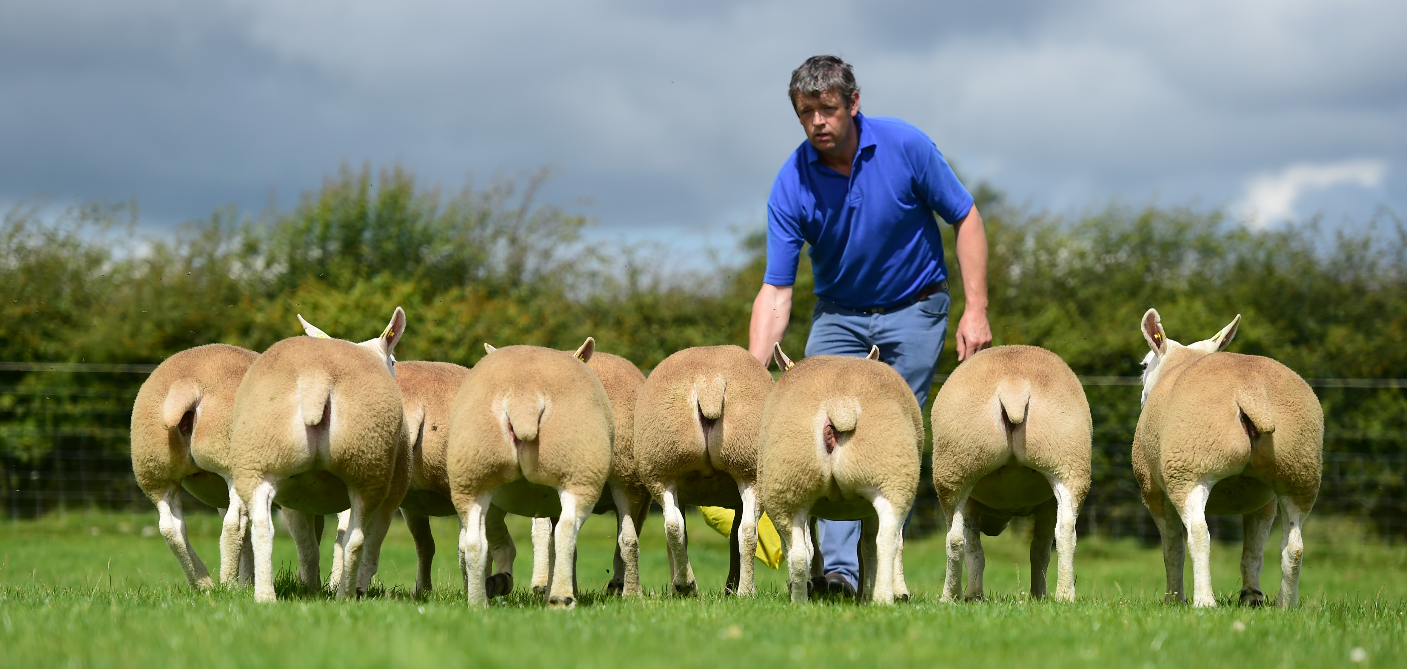 You are currently viewing First Nominee for Most improved LambPlus flock 2019 – Flor Ryan – Lawn Texels (FRI)