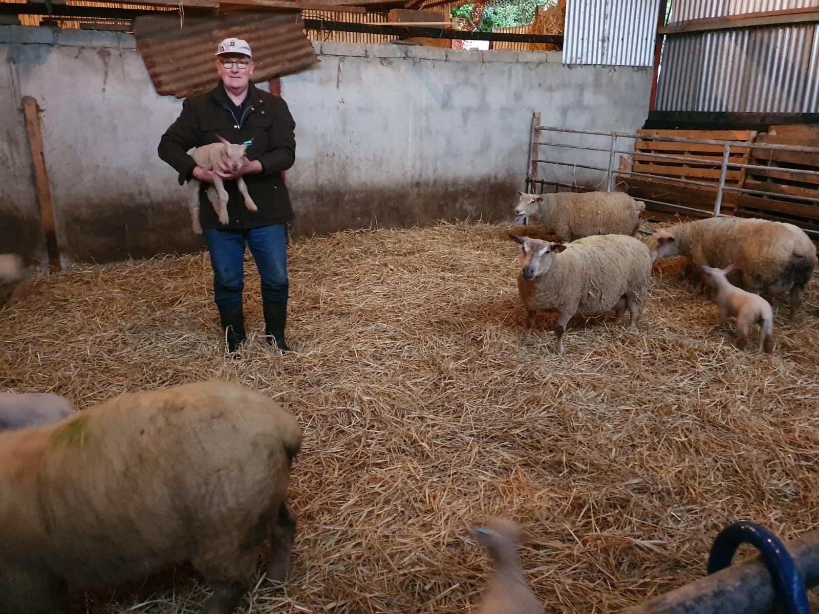 Read more about the article Final Nominee for Highest Achieving LambPlus Flock 2019 – Finbarr Godfrey – Cregeen Charollais (H5)