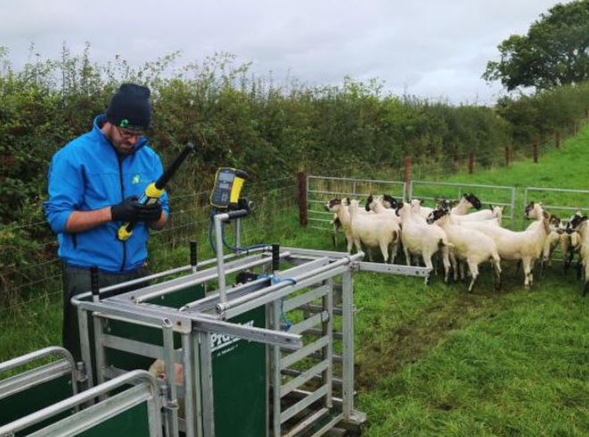 You are currently viewing Flock visits being replaced by flock calls!