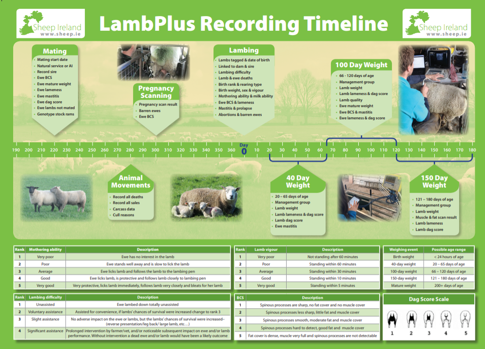 What do I need to record and when in LambPlus?