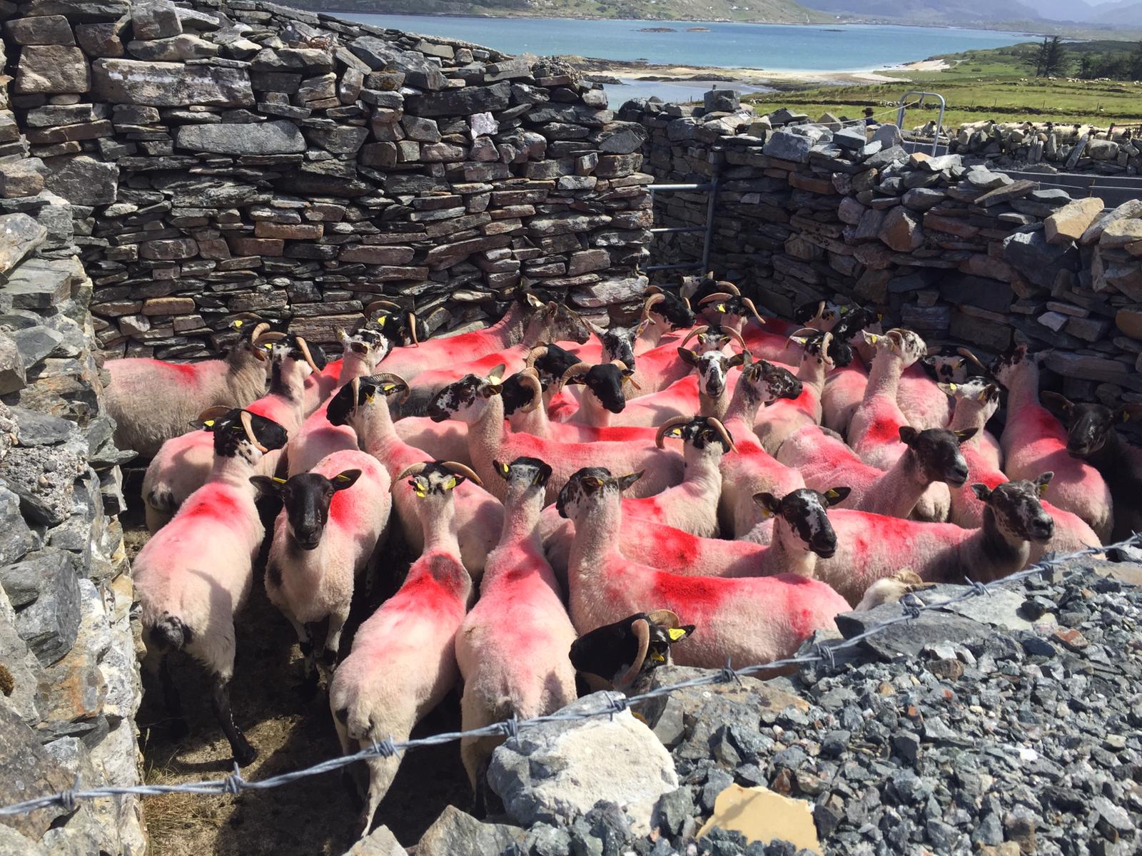 You are currently viewing Ovidata farmer Tomas O’Leary explains the benefits of performance recording