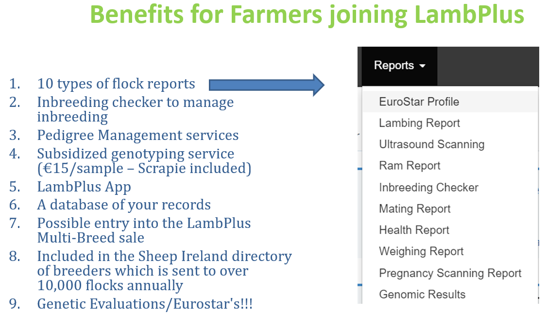 You are currently viewing What reports can be used to make better breeding decisions?