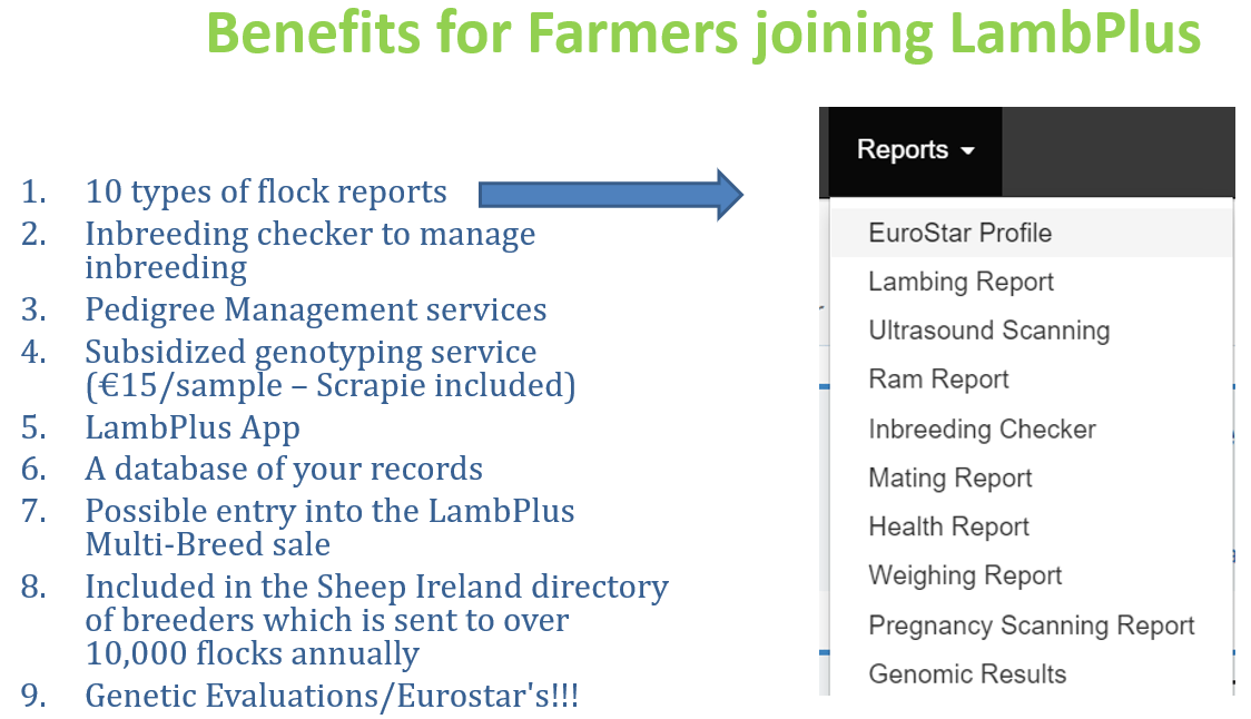 Read more about the article What reports can be used to make better breeding decisions?