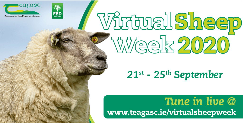 Read more about the article Don’t Forget! Teagasc Virtual Sheep Week 2020 Starts this Mon 21st Sept!