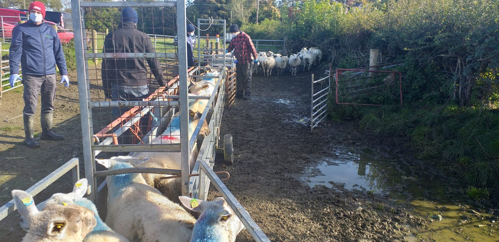 Read more about the article Check out preparation for breeding season on Ovidata farmer Peadar Kearney’s flock!