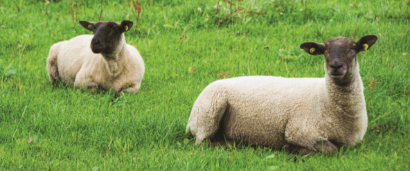 Read more about the article Responsible Use of Antimicrobials on Sheep farms