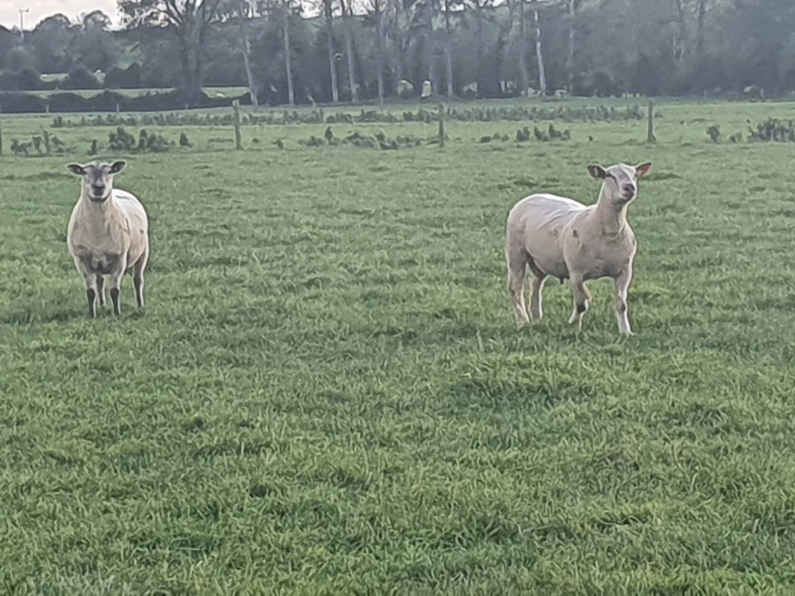 Read more about the article Kilbarry Charollais Ram Lamb taking part in CPT Natural Mating