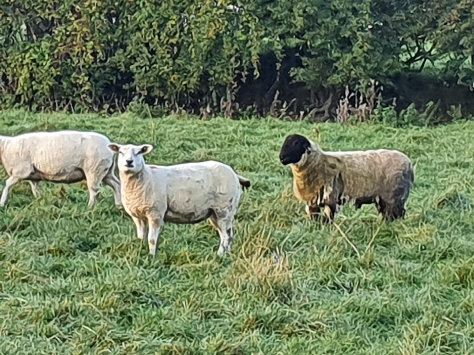 Loughrynn Suffolk Ram Lamb in Natural CPT mating team!