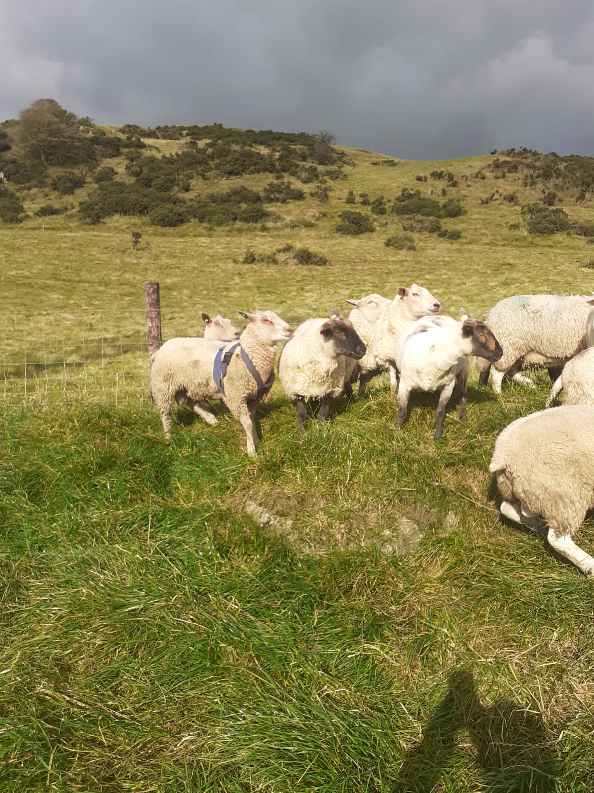 Coolkellure Charollais Ram Lamb in Natural CPT Mating!