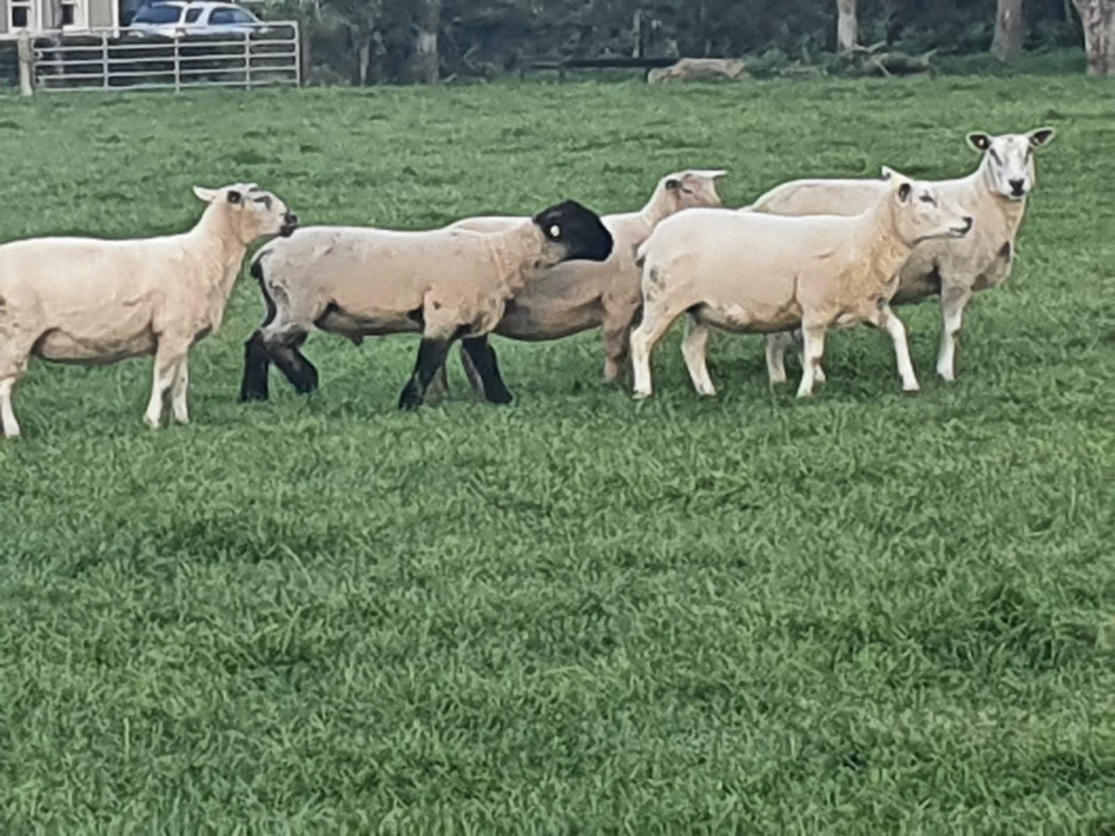 Coolarne Suffolk ram lamb featuring in CPT Natural Mating!