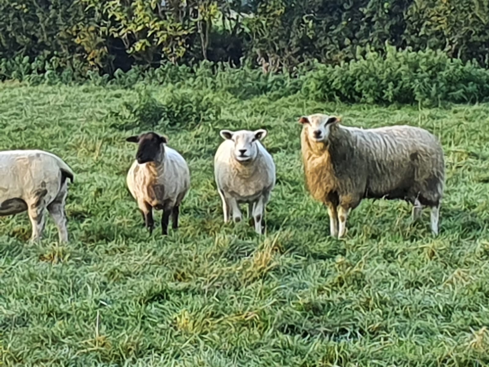 Read more about the article Rams for CPT Natural Mating are now all on Farm!